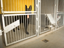 linda-van-den-balkendreef-working-german-shepherd-breeding-napor