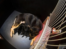 puppies-with-their-mom-photo-working-german-shepherd-breeding-napor