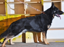 leo-pet-keram-stud-dog-photo-1-working-german-shepherds-breeding-napor