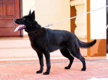 linda-van-den-balkendreef-photo-1-female-dog-working-german-shepherds-breeding-napor