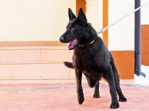 linda-van-den-balkendreef-photo-2-female-dog-working-german-shepherds-breeding-napor