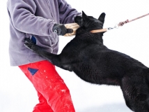 linda-van-den-balkendreef-photo-3-female-dog-working-german-shepherds-breeding-napor