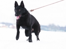linda-van-den-balkendreef-photo-4-female-dog-working-german-shepherds-breeding-napor