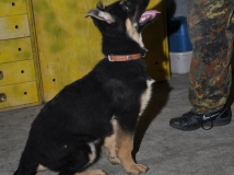 puppy-photo-1-working-german-shepherd-breeding-napor
