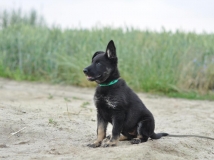 puppy-photo-10-working-german-shepherd-breeding-napor