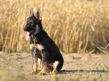 puppy-photo-11-working-german-shepherd-breeding-napor