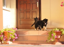 puppy-photo-12-working-german-shepherd-breeding-napor