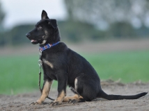 puppy-photo-14-working-german-shepherd-breeding-napor