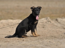 puppy-photo-15-working-german-shepherd-breeding-napor