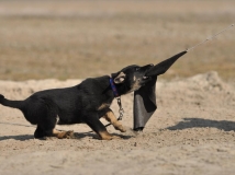 puppy-photo-16-working-german-shepherd-breeding-napor