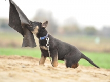 puppy-photo-17-working-german-shepherd-breeding-napor
