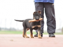 puppy-photo-19-working-german-shepherd-breeding-napor