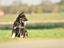 puppy-photo-2-working-german-shepherd-breeding-napor