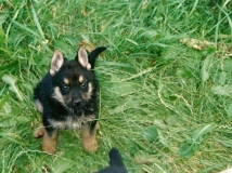 puppy-photo-20-working-german-shepherd-breeding-napor