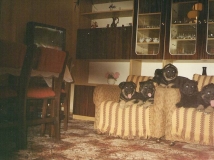 puppy-photo-22-working-german-shepherd-breeding-napor