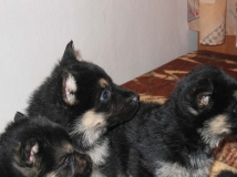 puppy-photo-30-working-german-shepherd-breeding-napor