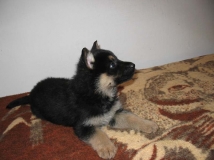 puppy-photo-31-working-german-shepherd-breeding-napor
