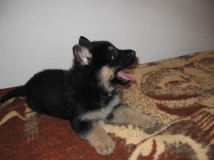puppy-photo-32-working-german-shepherd-breeding-napor