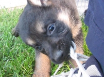 puppy-photo-34-working-german-shepherd-breeding-napor