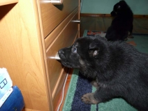 puppy-photo-35-working-german-shepherd-breeding-napor