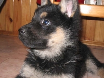 puppy-photo-36-working-german-shepherd-breeding-napor