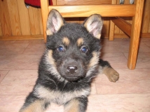 puppy-photo-37-working-german-shepherd-breeding-napor