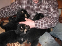 puppy-photo-38-working-german-shepherd-breeding-napor