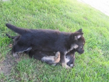 puppy-photo-39-working-german-shepherd-breeding-napor