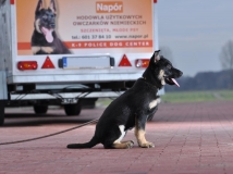 puppy-photo-4-working-german-shepherd-breeding-napor