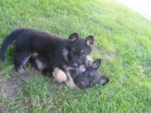 puppy-photo-40-working-german-shepherd-breeding-napor