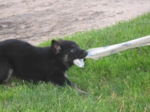 puppy-photo-41-working-german-shepherd-breeding-napor