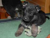 puppy-photo-42-working-german-shepherd-breeding-napor