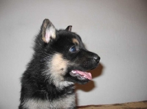 puppy-photo-43-working-german-shepherd-breeding-napor