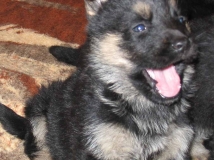 puppy-photo-44-working-german-shepherd-breeding-napor