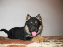 puppy-photo-45-working-german-shepherd-breeding-napor