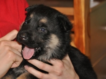 puppy-photo-46-working-german-shepherd-breeding-napor