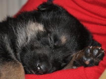 puppy-photo-47-working-german-shepherd-breeding-napor