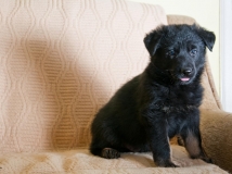 puppy-photo-48-working-german-shepherd-breeding-napor