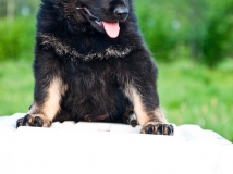 puppy-photo-49-working-german-shepherd-breeding-napor