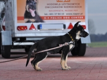 puppy-photo-5-working-german-shepherd-breeding-napor