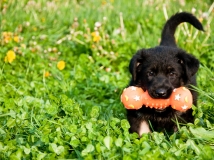 puppy-photo-50-working-german-shepherd-breeding-napor