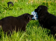 puppy-photo-51-working-german-shepherd-breeding-napor