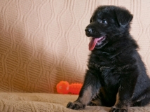 puppy-photo-52-working-german-shepherd-breeding-napor