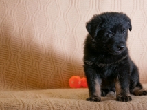 puppy-photo-53-working-german-shepherd-breeding-napor