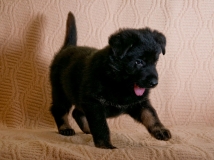 puppy-photo-54-working-german-shepherd-breeding-napor