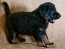 puppy-photo-55-working-german-shepherd-breeding-napor