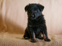 puppy-photo-56-working-german-shepherd-breeding-napor