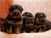 puppy-photo-57-working-german-shepherd-breeding-napor