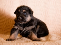 puppy-photo-58-working-german-shepherd-breeding-napor