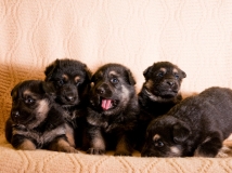 puppy-photo-59-working-german-shepherd-breeding-napor